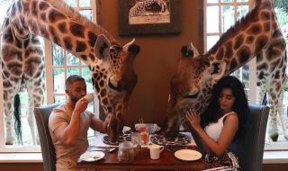 Фризьорът на родните знаменитости закусва с жирафи (ВИДЕО)