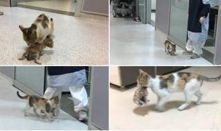 Улична котка занесе болното си коте в спешното