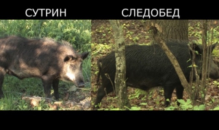 Как горските стопанства пълнят черни каси