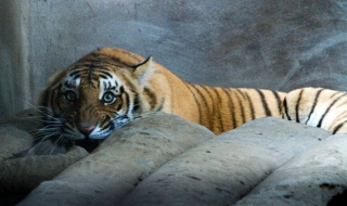 Тигър нападна тригодишно дете