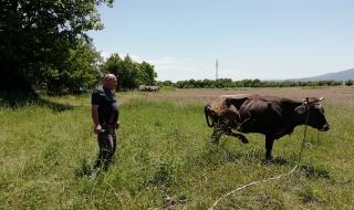 Крава-беглец премина границата през ГКПП със Сърбия (ВИДЕО)