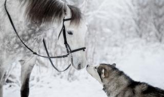 Невероятно: Безстрашен кон кани за игра глутница вълци (ВИДЕО)