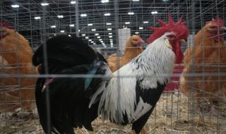 Птичи грип в обект с 40 хиляди кокошки край Хасково