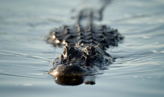 Алигатор отмъкна 2-годишно дете във Флорида