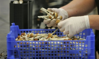 Зачестяват случаите на отровени от гъби