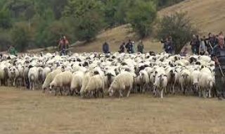 Представят български селскостопански породи животни край Калофер