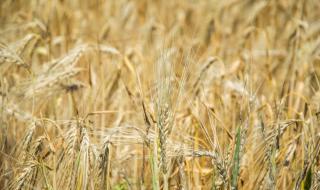 Тревожна прогноза за много ниски добиви на пшеница в Добруджа