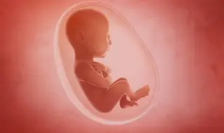 Учени създадоха първия 3D модел на триседмичен ембрион (СНИМКА)