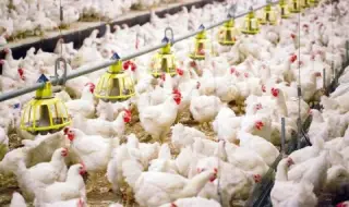 Отпускат над 21 млн. евро помощ за птицевъдите