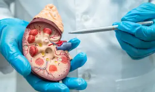 Учени създадоха универсален бъбрек, подходящ за хора от всяка кръвна група