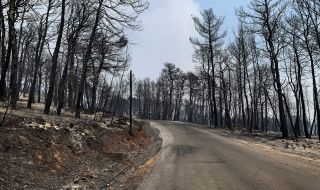 Напълно е овладян големият горски пожар до българската граница