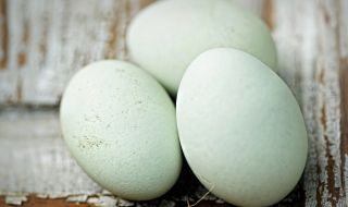 Над 300 хиляди български яйца са конфискувани в Гърция заради липса на маркировка