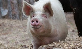 Африканска чума по свинете в монтански села