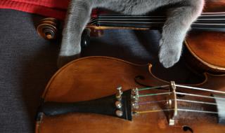 Цигуларка трогна милиони с осиновено котенце (ВИДЕО)