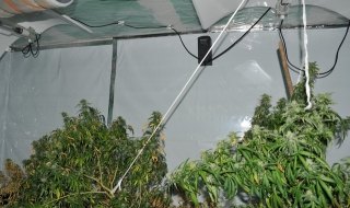 Инсталация за отглеждане на марихуана в селска къща