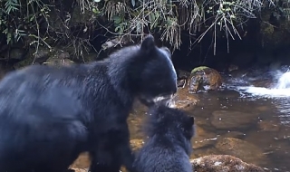 Искаш, не искаш, ще пресечеш (ВИДЕО)