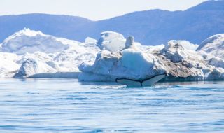 Луксозен круизен кораб заседна в Гренландия