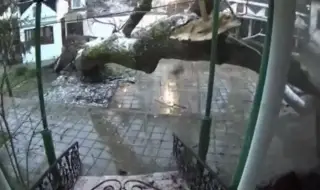 Вятърът събори най-старото дърво в двора на манастира "Рождество Богородично" в Бургас