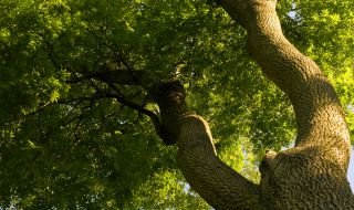 Обявиха за защитено дърво вековен ясен край Извора на Белоногата 