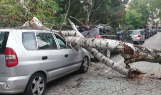 Дърво премаза паркиран автомобил край болница в София