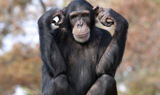 Шимпанзетата предпочитат Моцарт пред Адел