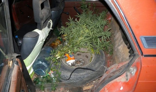 Иззеха 139 стръка канабис