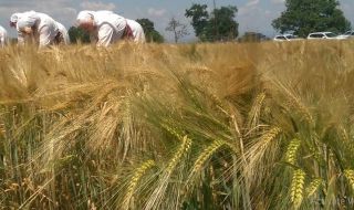 Очаква ни по-лоша реколта зърно