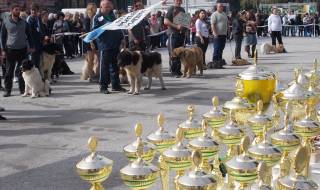 Златно и мраморно куче на киноложките изложби в Пловдив