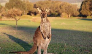 Стотици кенгурута атакуваха град в Австралия (ВИДЕО)