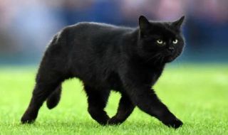Зрители на футболен мач спасиха падаща от високо котка (ВИДЕО)