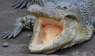 Спасиха крокодил, живял с автомобилна гума на врата 6 години (ВИДЕО)