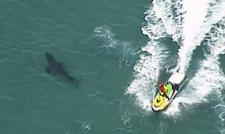 Мъж успя да се измъкне от хватката на акула, но...