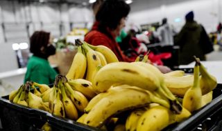 Полицията в Чехия конфискува 646 кг кокаин, скрит сред банани
