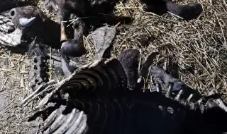 БАБХ потвърди антракс в Силистренско