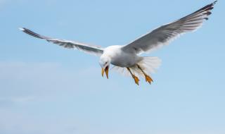 Чайка похити чихуахуа (СНИМКИ)