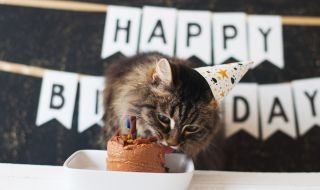 Котка във Великобритания навърши 32 години (СНИМКИ)