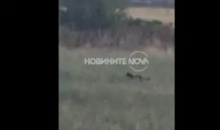 Заснеха черен леопард и в полето край дупнишко село