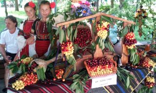 Череша с диаметър от 38 мм спечели наградата за най-едър плод на Празника на черешата в Кюстендил