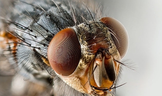 Учени контролират мозъка на муха чрез лазер