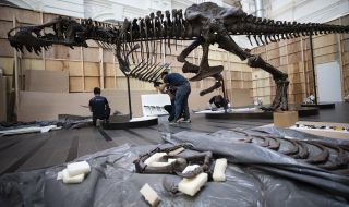 Спряха продажбата на скелет на тиранозавър в Хонконг (СНИМКИ)