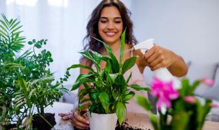 Стайните растения предпазват от...