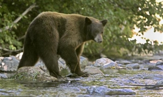 Жена роди сред мечки в тайгата
