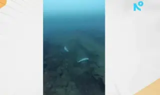 Заснеха „гробище” на бебета делфини край Приморско