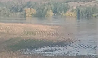 Нивото на река Янтра рязко е скочило при русенското село Долна Студена. Има залети обработваеми земи