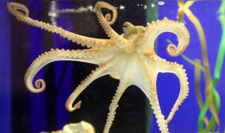 Октоподът Меси предрече изхода на Ел Класико