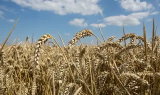 Quotations of the main grain commodities calmed down 