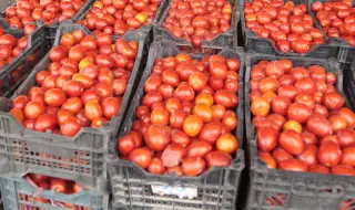 Шокиращи цени в Румъния: първите домати за сезона стигнаха 20 евро за килограм