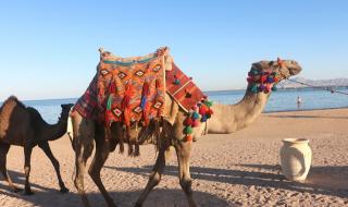 За здравето на вашата камила