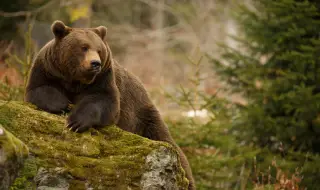 Семейство завари мечка да се люлее в хамака им (ВИДЕО)