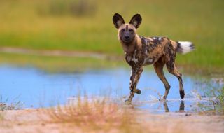 Хиеновите кучета - едни от най-застрашените хищници